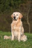GOLDEN RETRIEVER 1060